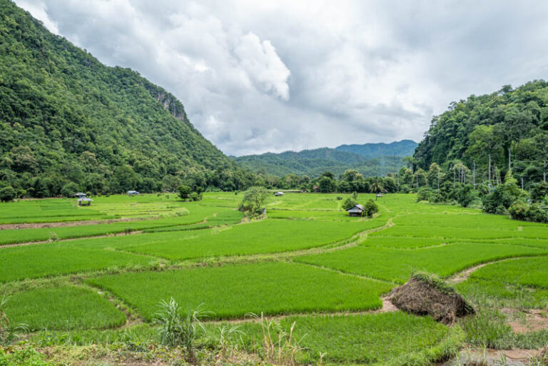 Ricefields at Mae Hong Son -Thailand
